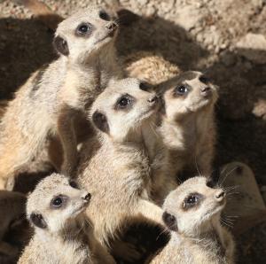 meerkats